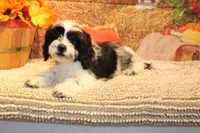 Freckles, a male Shichon for sale in Norwood, MO – 8 of 10