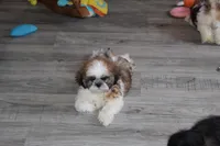 Alex, a male Shih Tzu for sale in Norwood, MO – 6 of 10