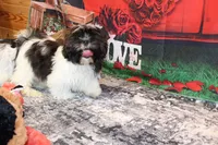 Tanner, a male Shih Tzu for sale in Norwood, MO – Photo 3 of 10