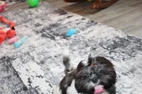 Tanner, a male Shih Tzu for sale in Norwood, MO – Photo 9 of 10