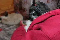 Tanner, a male Shih Tzu for sale in Norwood, MO – Photo 6 of 10