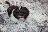 Tanner, a male Shih Tzu for sale in Norwood, MO – Photo 4 of 10