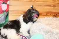 Tanner, a male Shih Tzu for sale in Norwood, MO – Photo 7 of 10