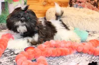 Tanner, a male Shih Tzu for sale in Norwood, MO – Photo 1 of 10