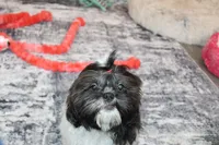 Tanner, a male Shih Tzu for sale in Norwood, MO – Photo 8 of 10