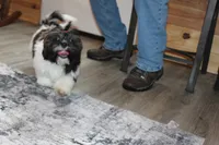 Tanner, a male Shih Tzu for sale in Norwood, MO – Photo 2 of 10