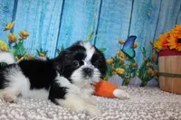 Lane, a male Shih Tzu for sale in Norwood, MO – 9 of 9