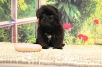 Katie Bug, a female Shih Tzu for sale in Norwood, MO – 9 of 10