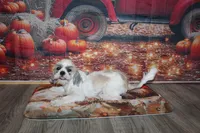 Tucker, a male Shih Tzu for sale in Norwood, MO – 8 of 9