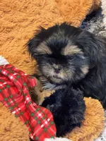 Dobie, a male Shih Tzu for sale in Norwood, MO – Photo 8 of 8