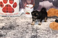 Dobie, a male Shih Tzu for sale in Norwood, MO – Photo 4 of 8