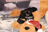 Dobie, a male Shih Tzu for sale in Norwood, MO – Photo 6 of 8