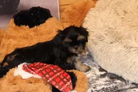 Dobie, a male Shih Tzu for sale in Norwood, MO – Photo 7 of 8