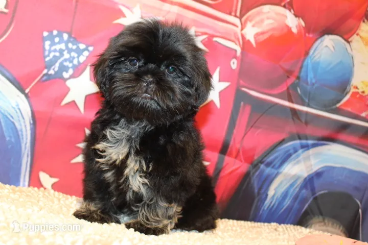 Amika – Shih Tzu puppy for sale in Norwood, MO