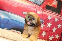 Andy, a male Shih Tzu for sale in Norwood, MO – 10 of 10