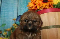 Alvin, a male Shih Tzu for sale in Norwood, MO – 3 of 7