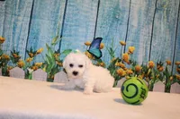 Baylor, a male Bichon Frise for sale in Norwood, MO – 1 of 8