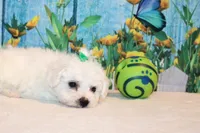 Baylor, a male Bichon Frise for sale in Norwood, MO – 2 of 8