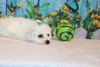Baylor, a male Bichon Frise for sale in Norwood, MO – 5 of 8
