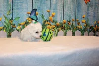Baylor, a male Bichon Frise for sale in Norwood, MO – 4 of 8