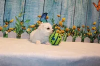 Baylor, a male Bichon Frise for sale in Norwood, MO – 3 of 8