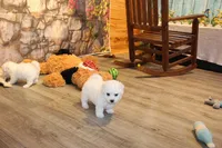 Baylor, a male Bichon Frise for sale in Norwood, MO – 8 of 8