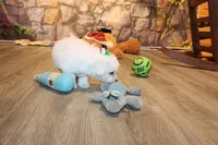 Baylor, a male Bichon Frise for sale in Norwood, MO – 6 of 8