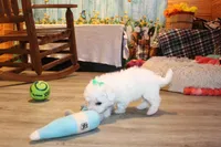 Baylor, a male Bichon Frise for sale in Norwood, MO – 7 of 8