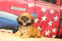 Andy, a male Shih Tzu for sale in Norwood, MO – 7 of 10