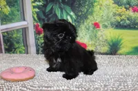 Katie Bug, a female Shih Tzu for sale in Norwood, MO – 4 of 10