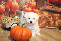 Tom, a male Bichon Frise for sale in Norwood, MO – Photo 5 of 10