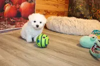 Tom, a male Bichon Frise for sale in Norwood, MO – Photo 1 of 10