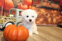 Tom, a male Bichon Frise for sale in Norwood, MO – Photo 7 of 10