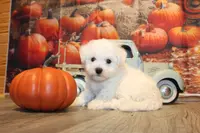 Tom, a male Bichon Frise for sale in Norwood, MO – Photo 9 of 10
