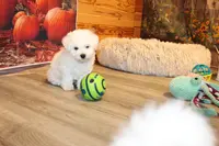 Tom, a male Bichon Frise for sale in Norwood, MO – Photo 2 of 10