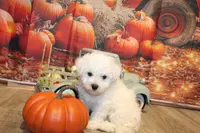 Tom, a male Bichon Frise for sale in Norwood, MO – Photo 6 of 10