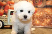 Tom, a male Bichon Frise for sale in Norwood, MO – Photo 4 of 10