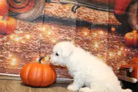 Tom, a male Bichon Frise for sale in Norwood, MO – Photo 10 of 10