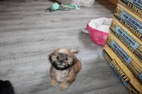 Andy, a male Shih Tzu for sale in Norwood, MO – 3 of 10