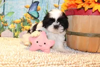 Lola, a female Shih Tzu for sale in Norwood, MO – 8 of 10