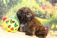 Tyler, a male Shih Tzu for sale in Norwood, MO – 3 of 9