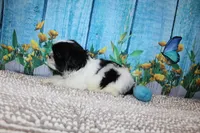 Shane, a male Shih Tzu for sale in Norwood, MO – 5 of 9