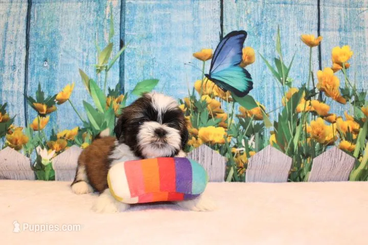 Wilbur – Shih Tzu puppy for sale in Norwood, MO