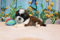 Wilbur, a male Shih Tzu for sale in Norwood, MO – Photo 6 of 6