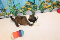 Wilbur, a male Shih Tzu for sale in Norwood, MO – Photo 2 of 6