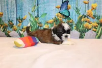 Wilbur, a male Shih Tzu for sale in Norwood, MO – Photo 3 of 6