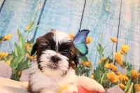 Wilbur, a male Shih Tzu for sale in Norwood, MO – Photo 5 of 6
