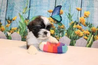 Wilbur, a male Shih Tzu for sale in Norwood, MO – Photo 4 of 6
