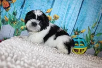 Jackson, a male Shih Tzu for sale in Norwood, MO – 9 of 10