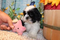 Lola, a female Shih Tzu for sale in Norwood, MO – 5 of 10